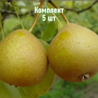 Комплект 5шт / Груша Башкирска..